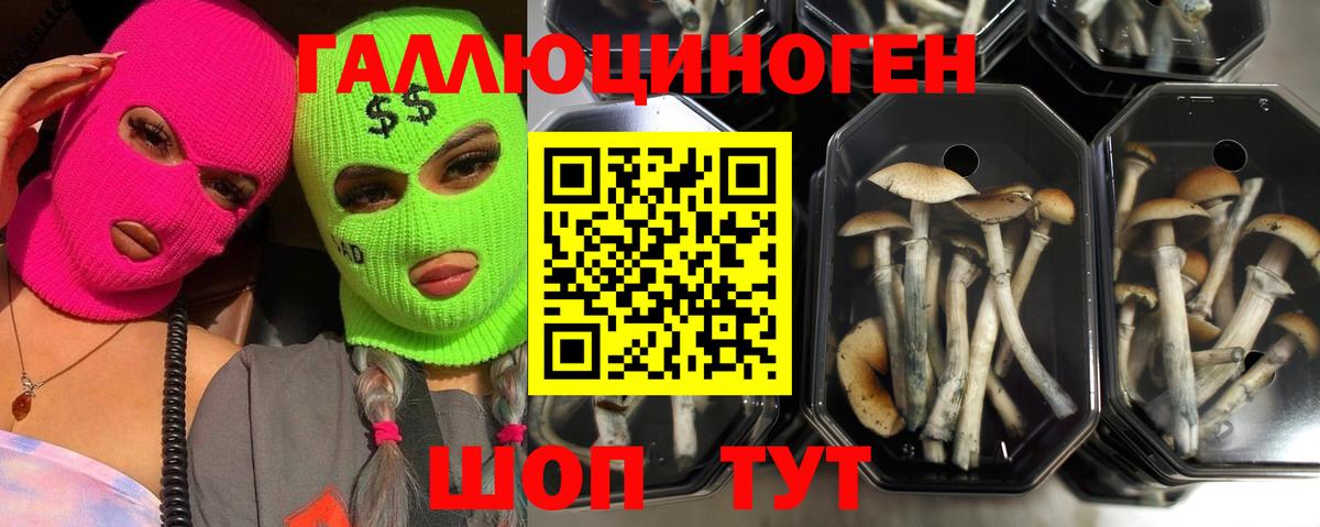 магазин    Галлюциногенные грибы MAGIC MUSHROOMS  Вход с VPN  Саранск 